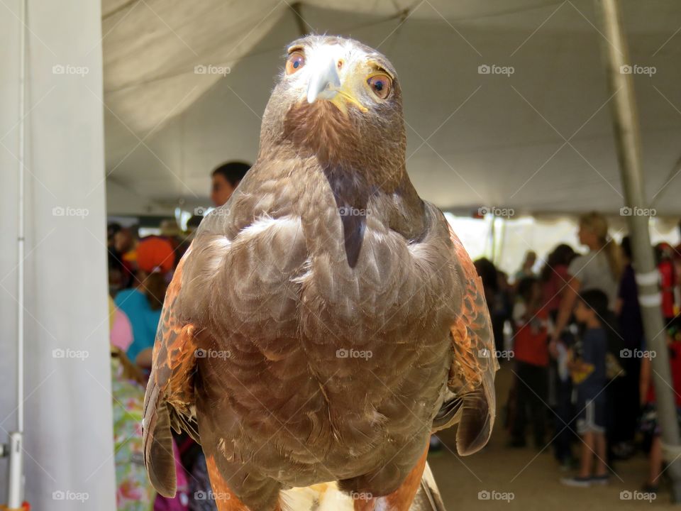 Harris hawk