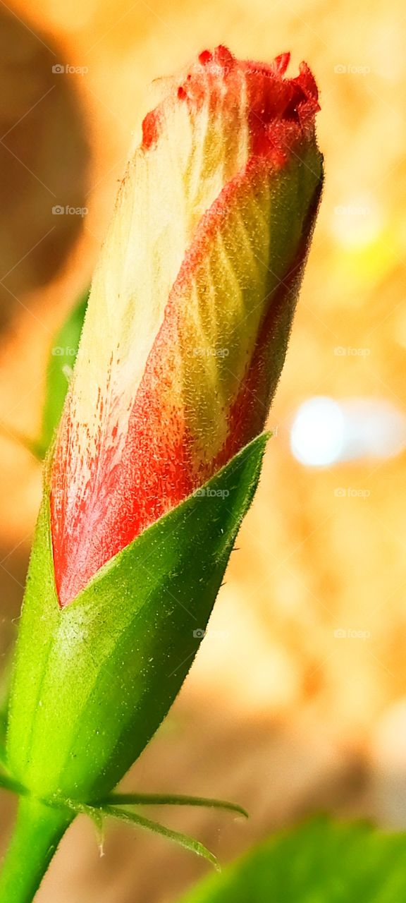 Bud of beautiful Red Hibiscus looking gracious.