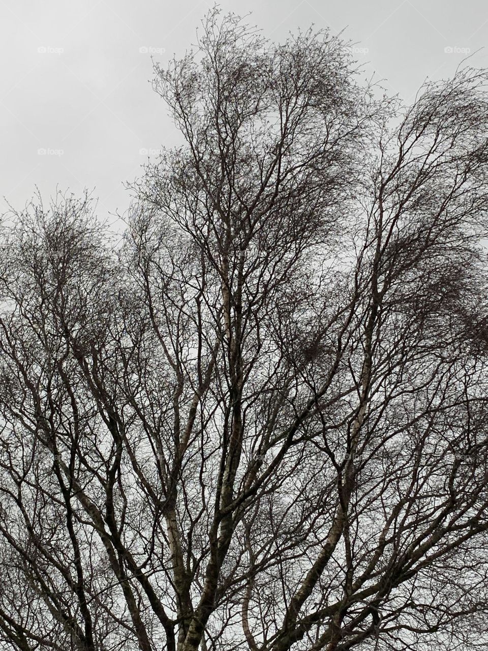 Tree in the wind