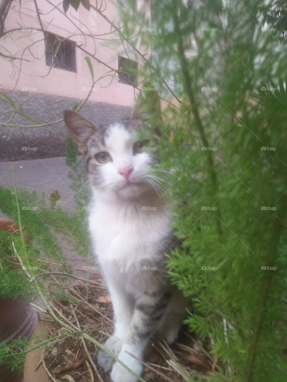 Beautiful cat looking at camera.