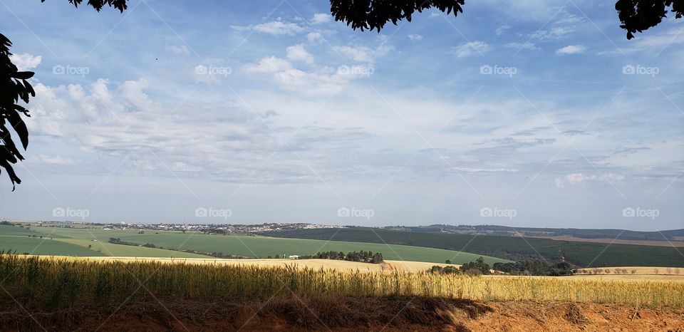 Campo de Plantação