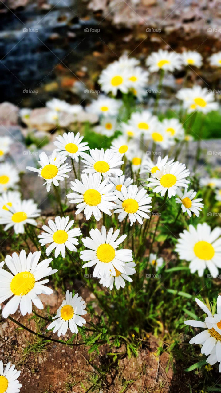 Colorado wildflowers