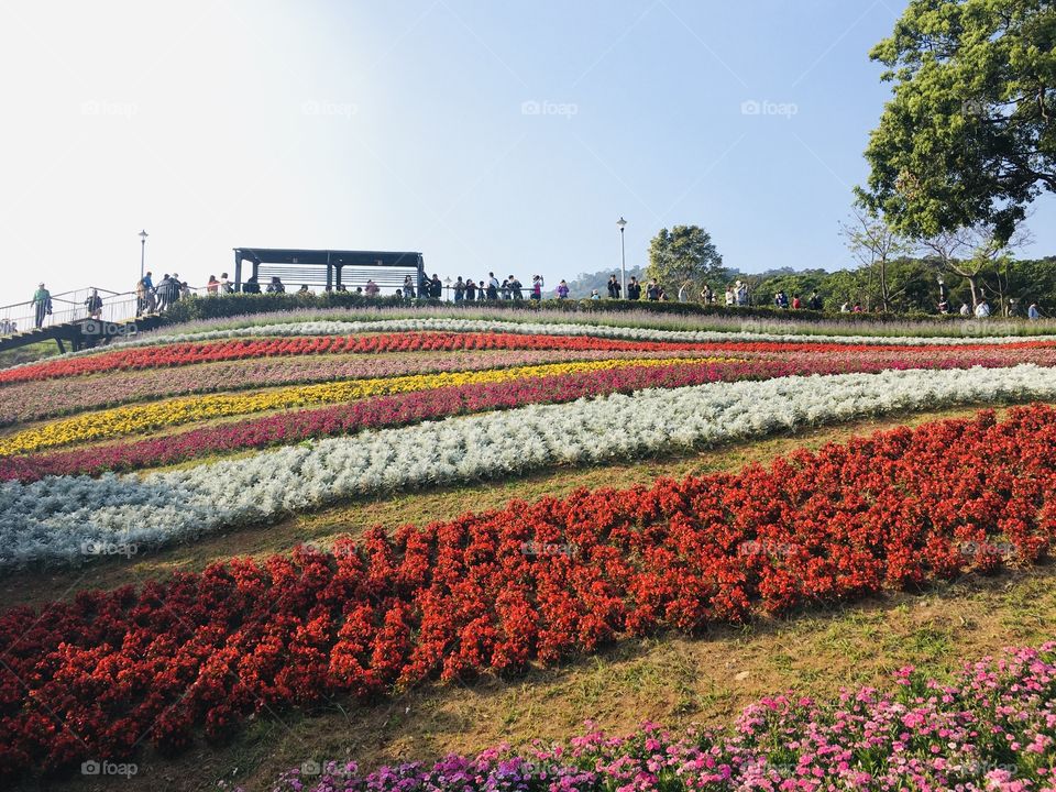 Flowers in Autumn 