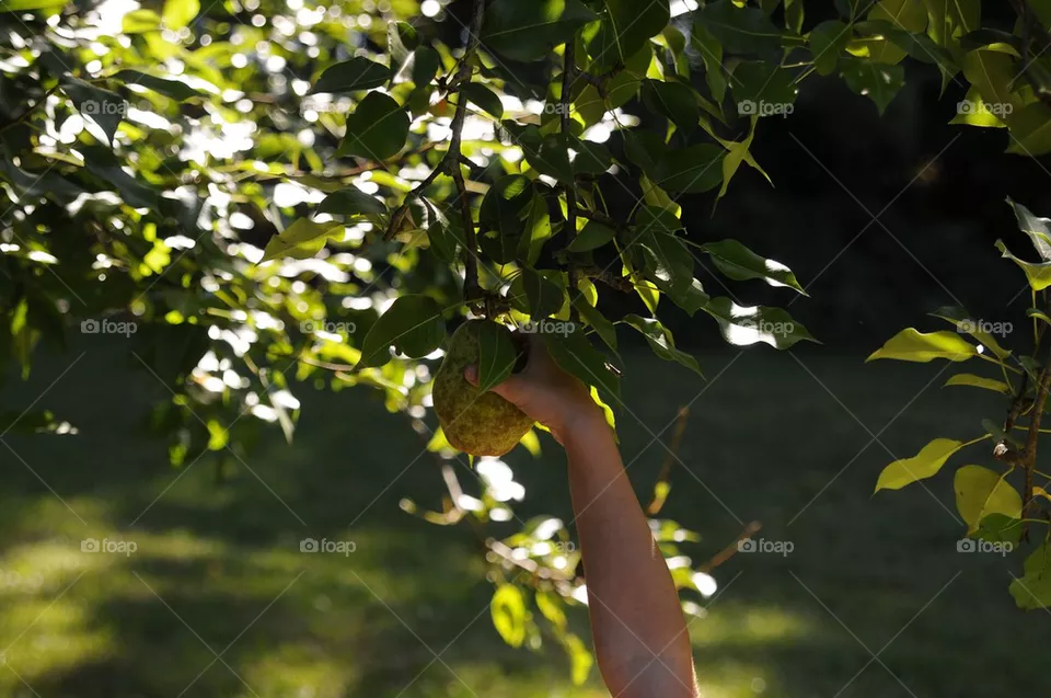Harvest