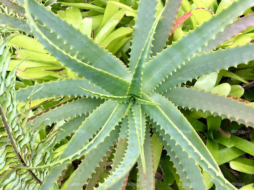 Aloe plant among the bromeliads - my morning walk.