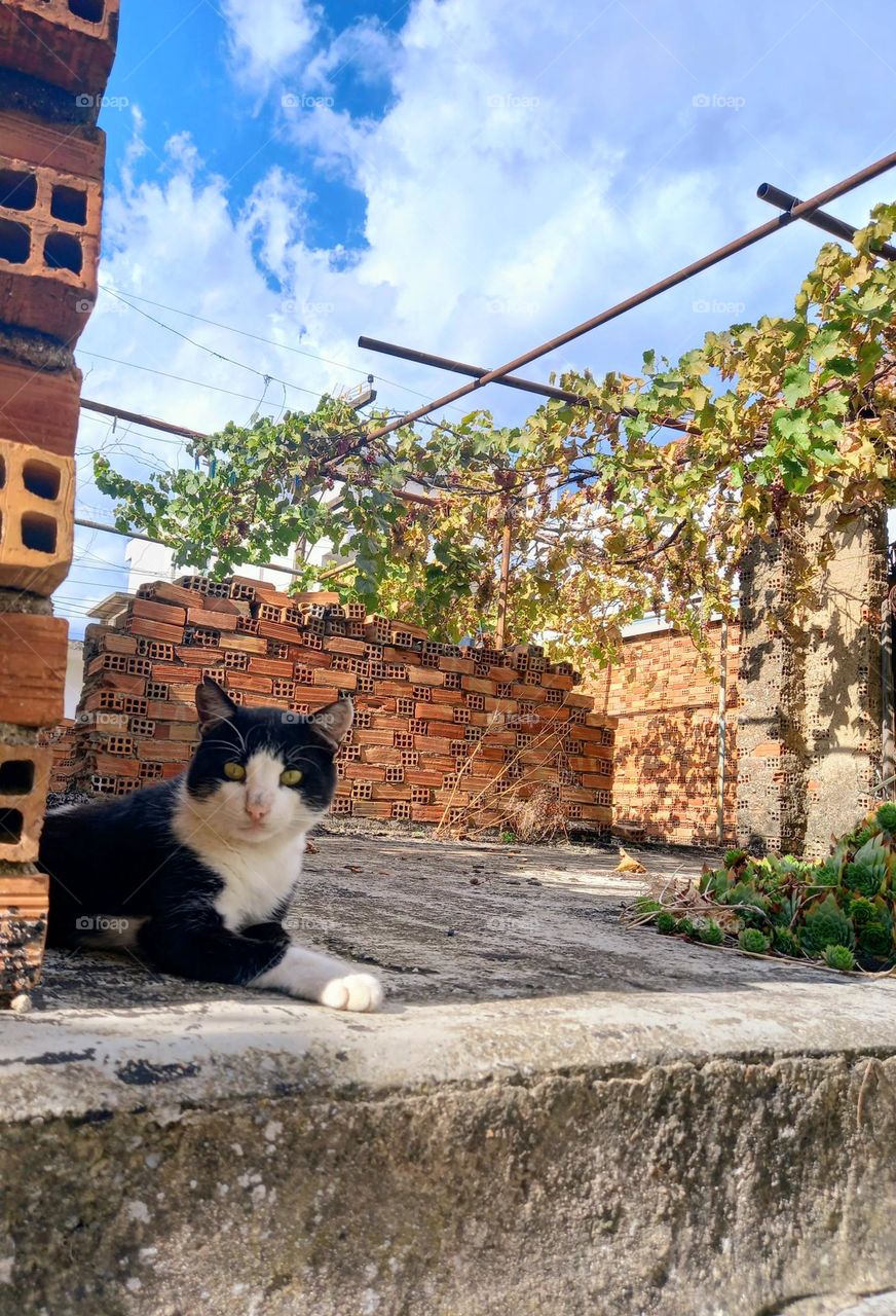 Black and white male cat