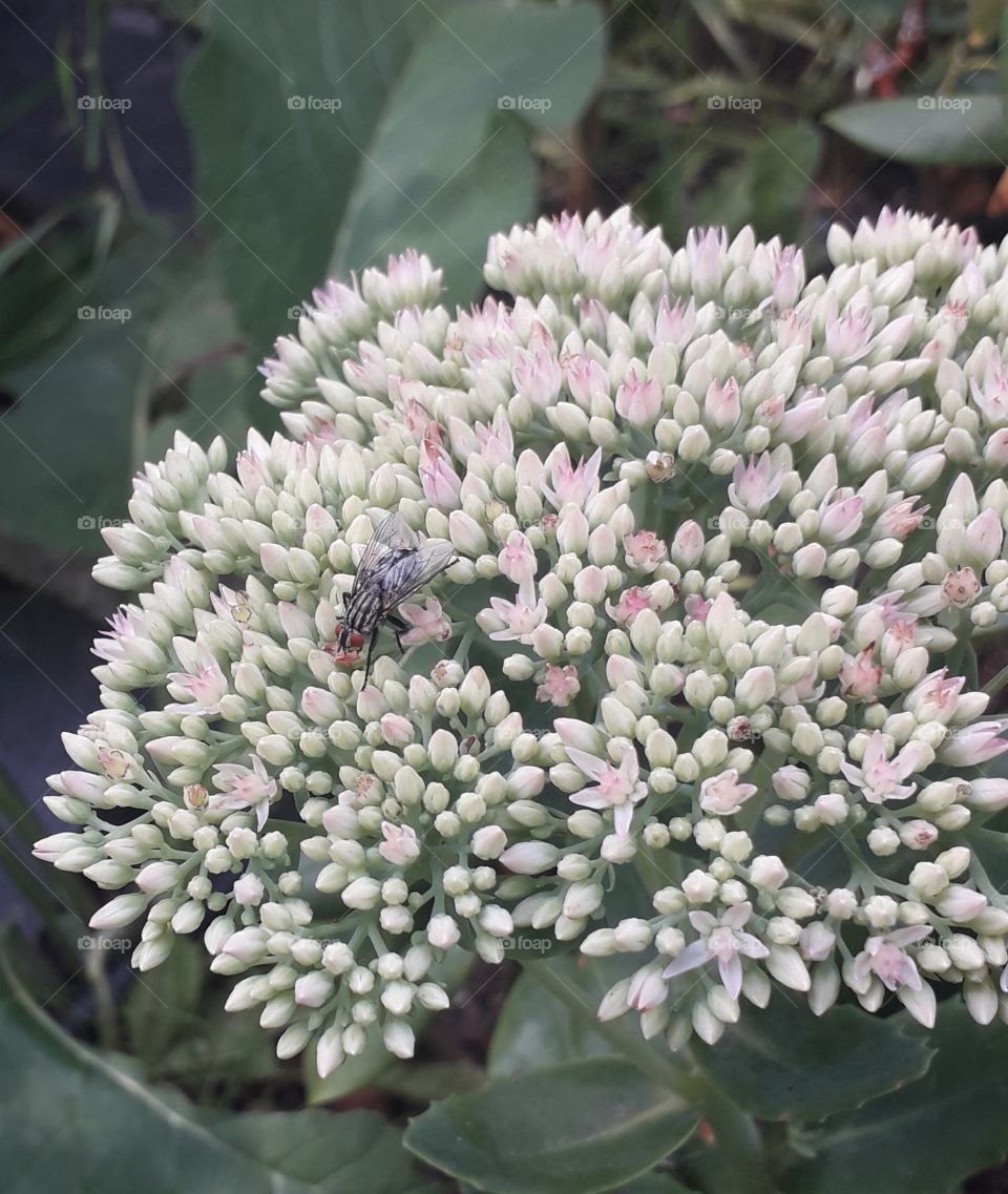 pink sedum and a fly