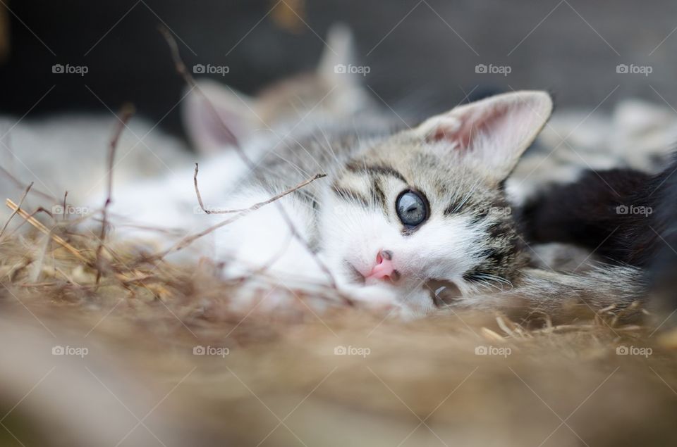 Cute kitten with dots on nose