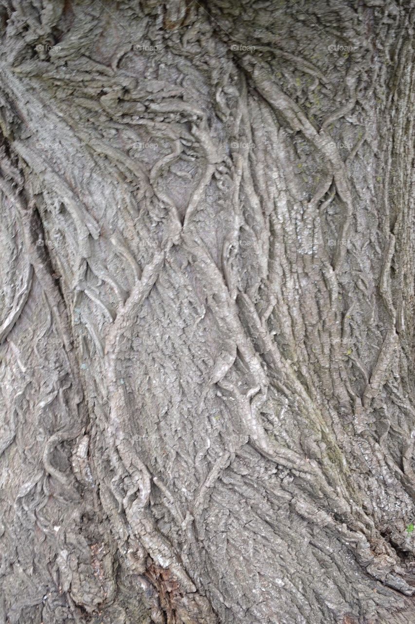 Bark