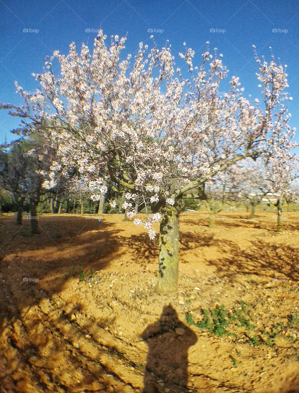 almendros