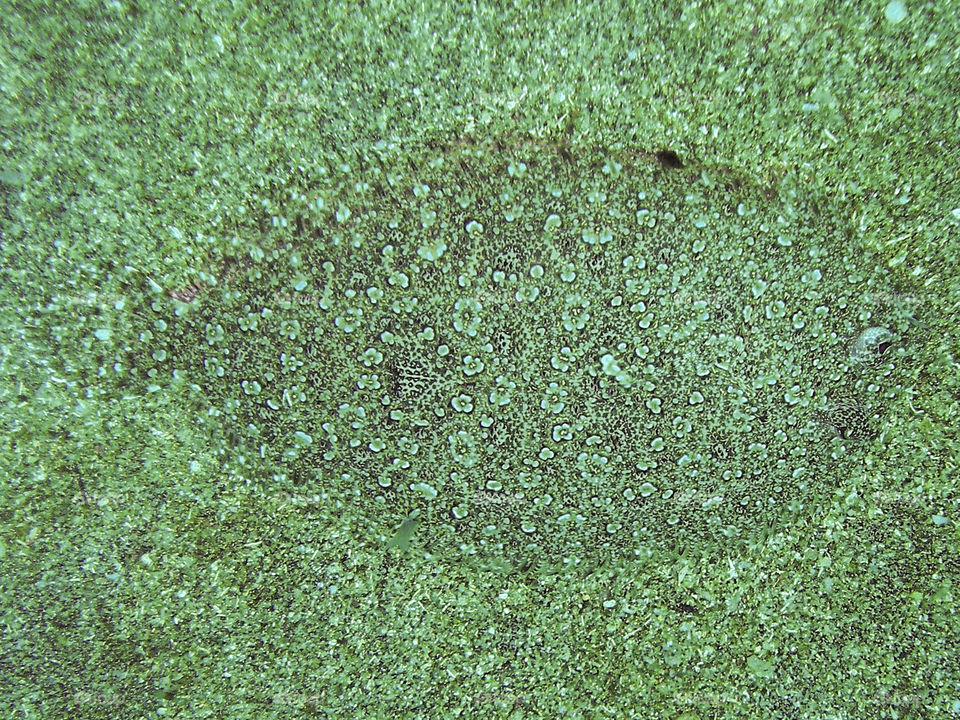 Flounder laying on ocean floor