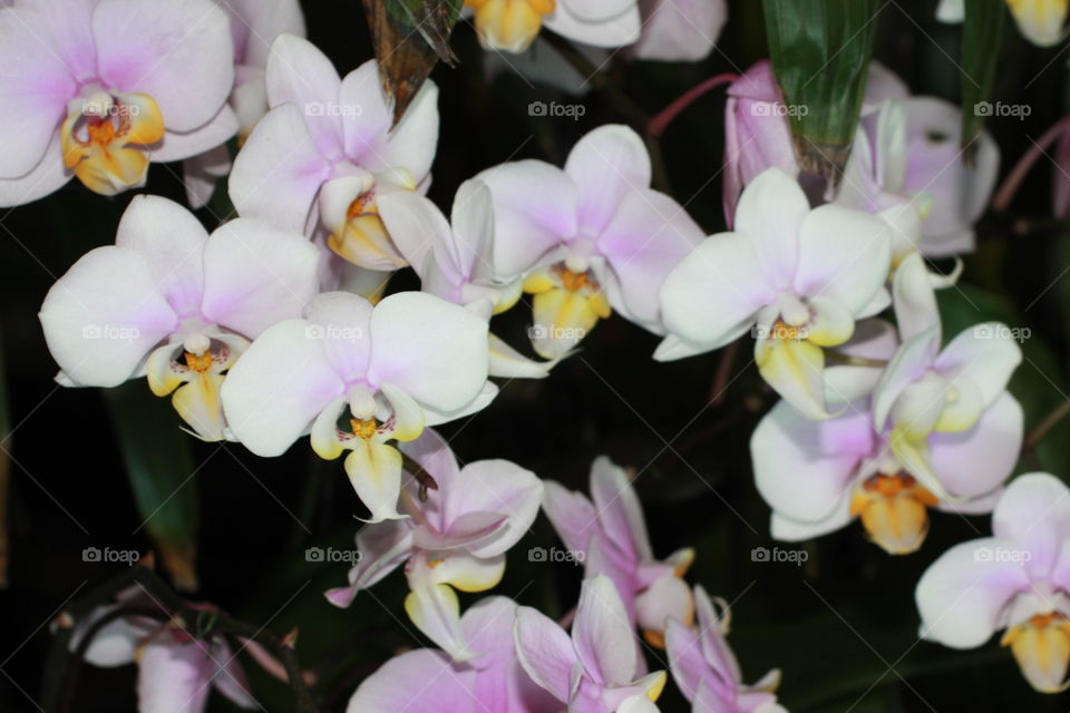 Macro Orchids