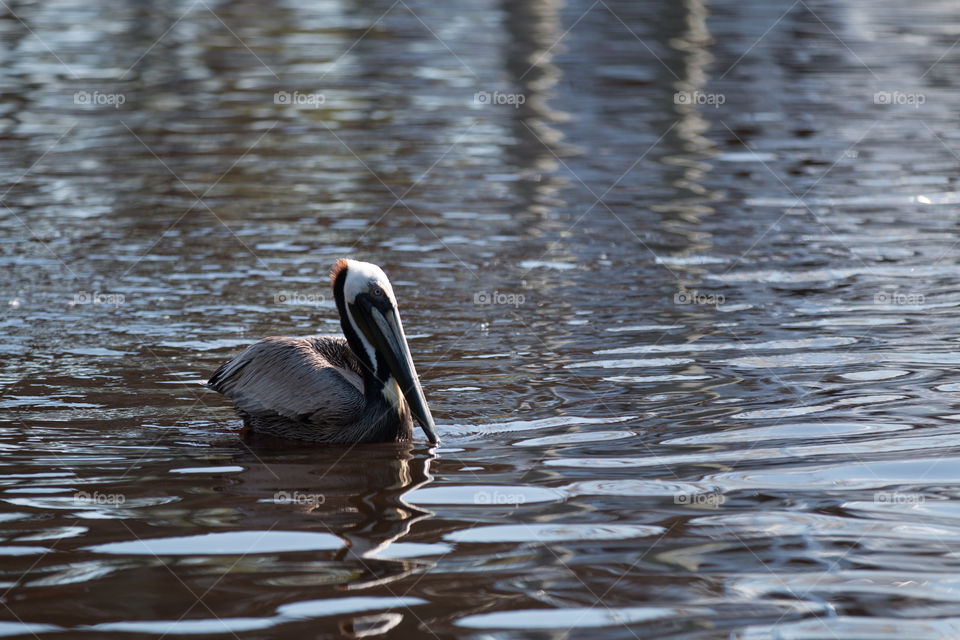 Water, Bird, Lake, Wildlife, Pool