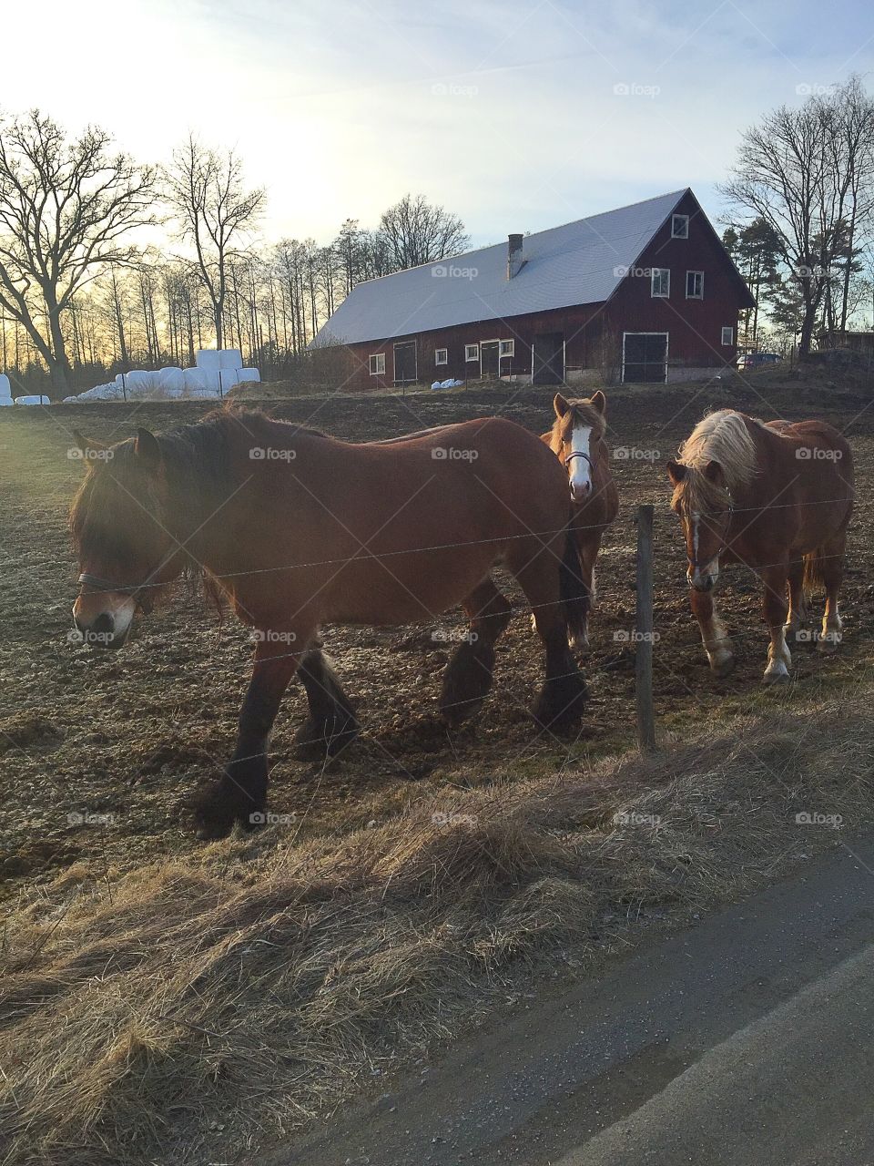 Horses in a pasture