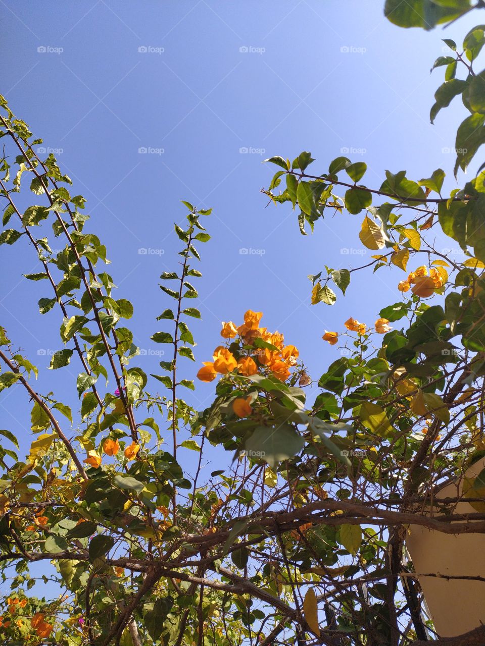 Bougainvillea enjoying warmth of winter sunshine