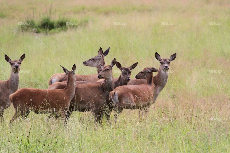 deer females in the deer farm