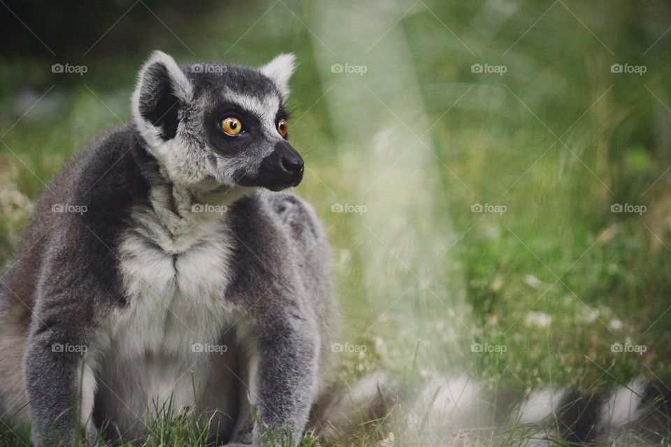 lemur