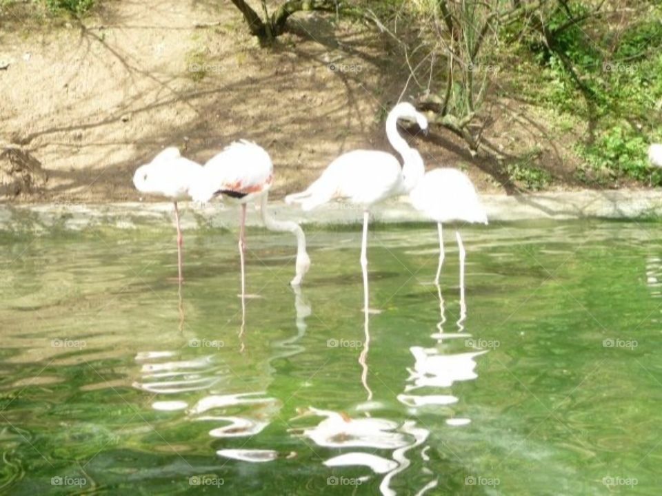 Flamingos or cranes 🤔😳