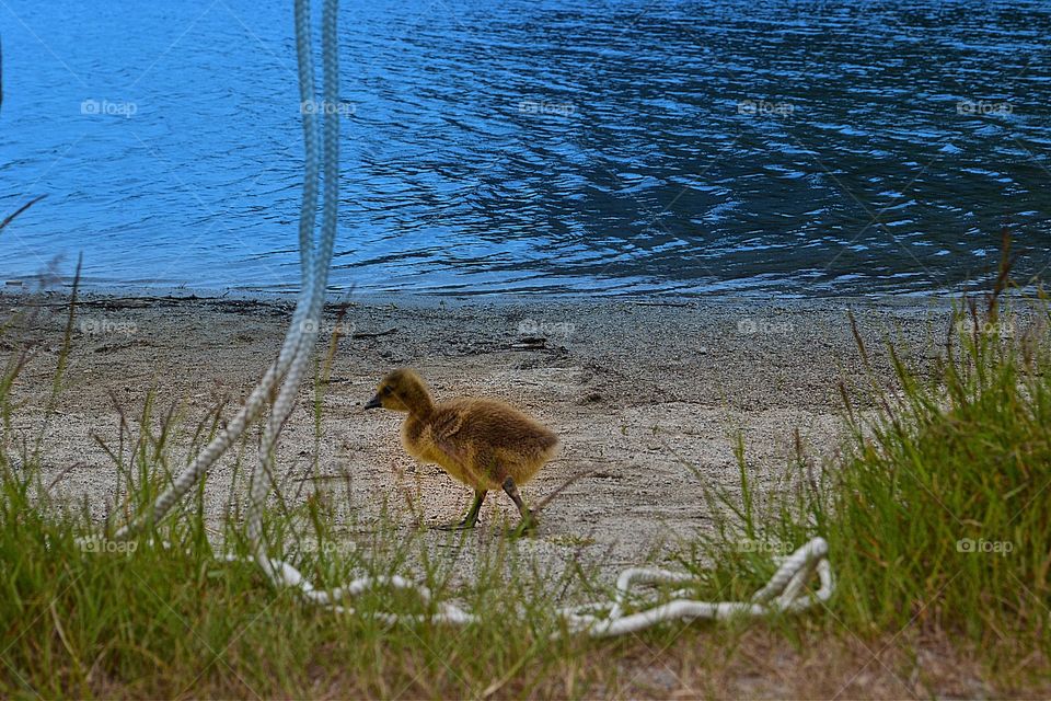 Fuzzy gosling (baby Canada Goose) on the beach at the lake. Fuzzy gosling (baby Canada Goose) on the beach at the lake