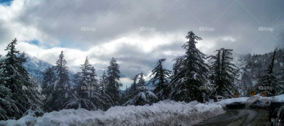 Frosted trees