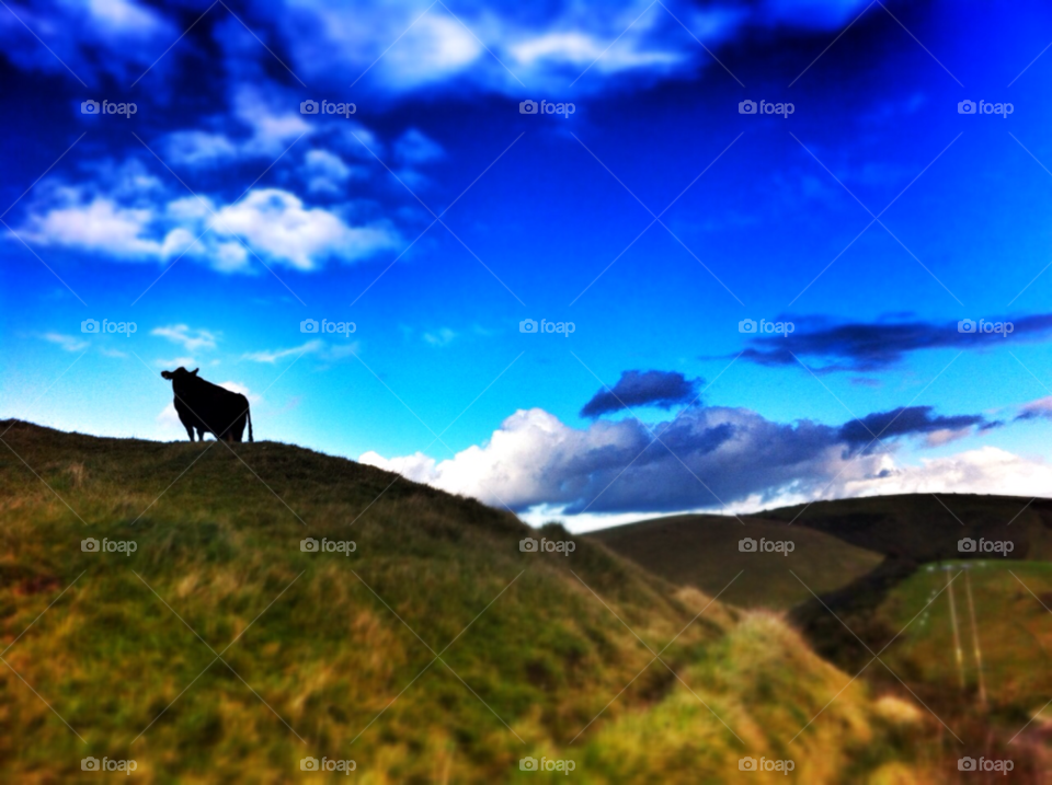 hill cow top of the hill cow on a hill by SirBluto