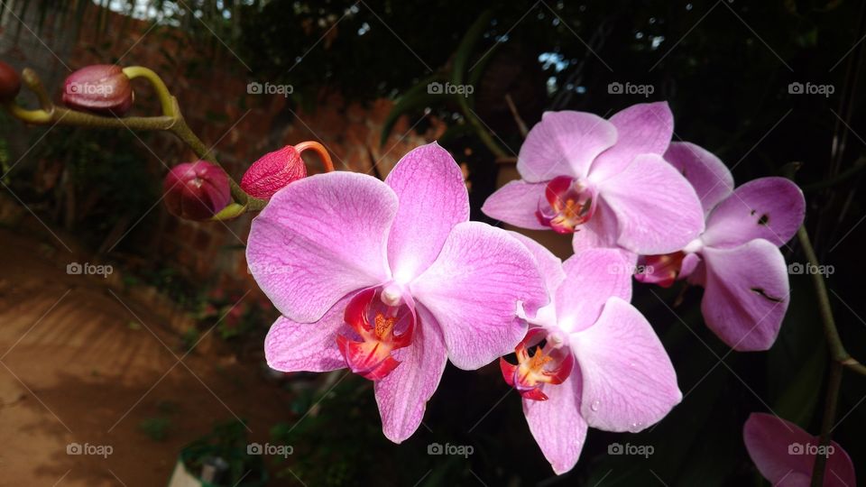 Orquídea com flores rosadas.