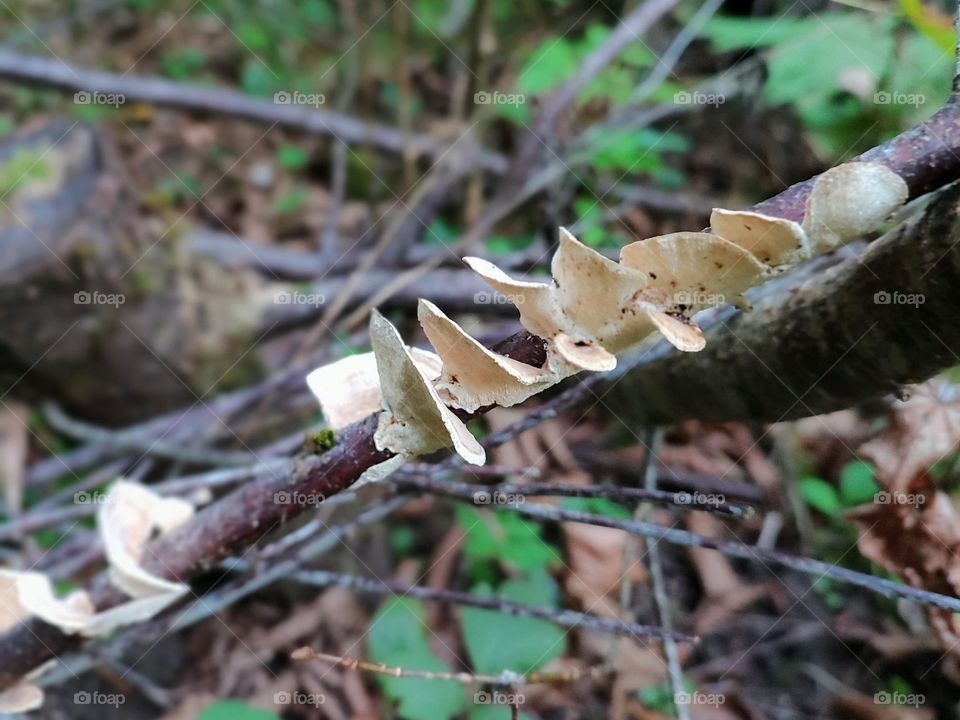 Mystical Mushrooms