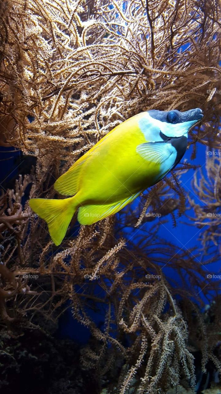 Nice fish. Yellow and blue. Red Sea.