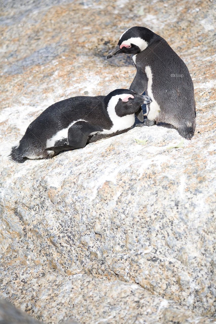 African penguin