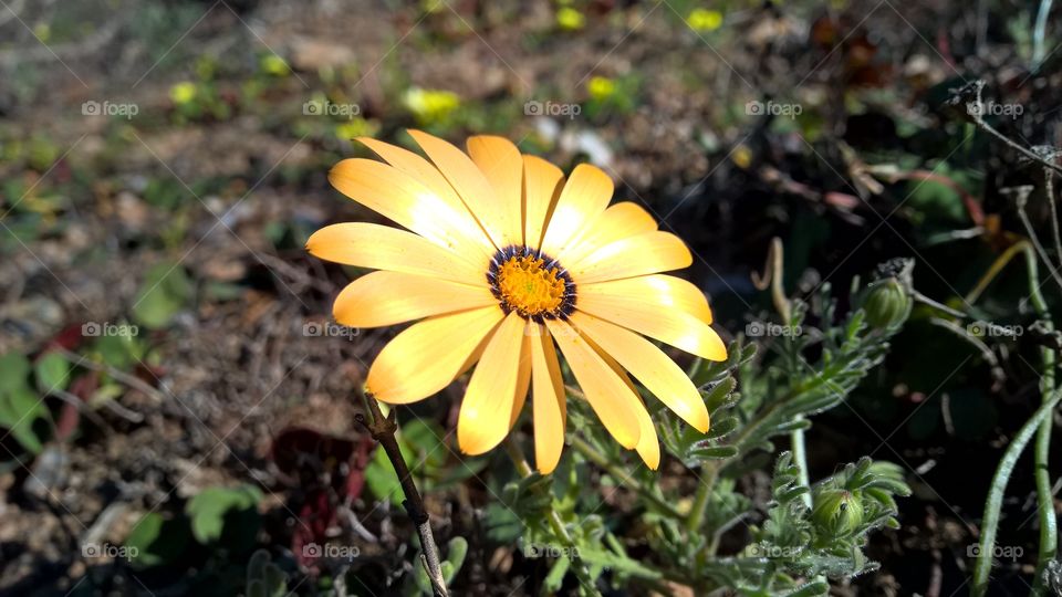 Nature, No Person, Flora, Flower, Summer