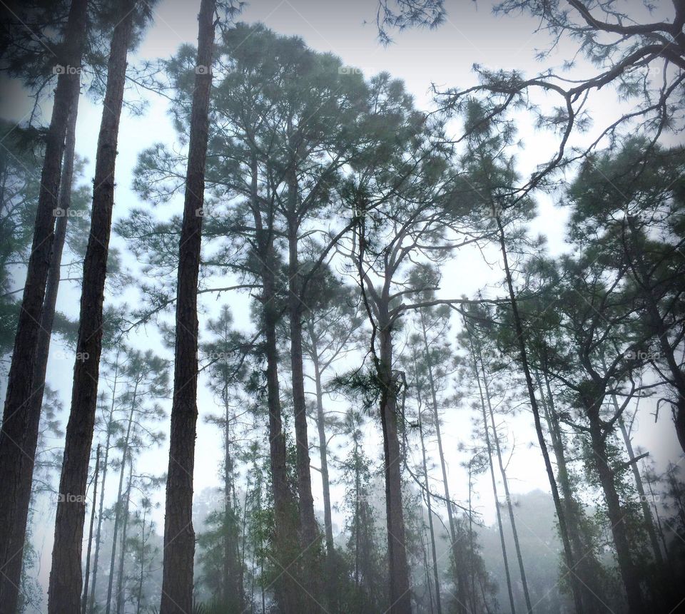 Misty forest at sunrise.