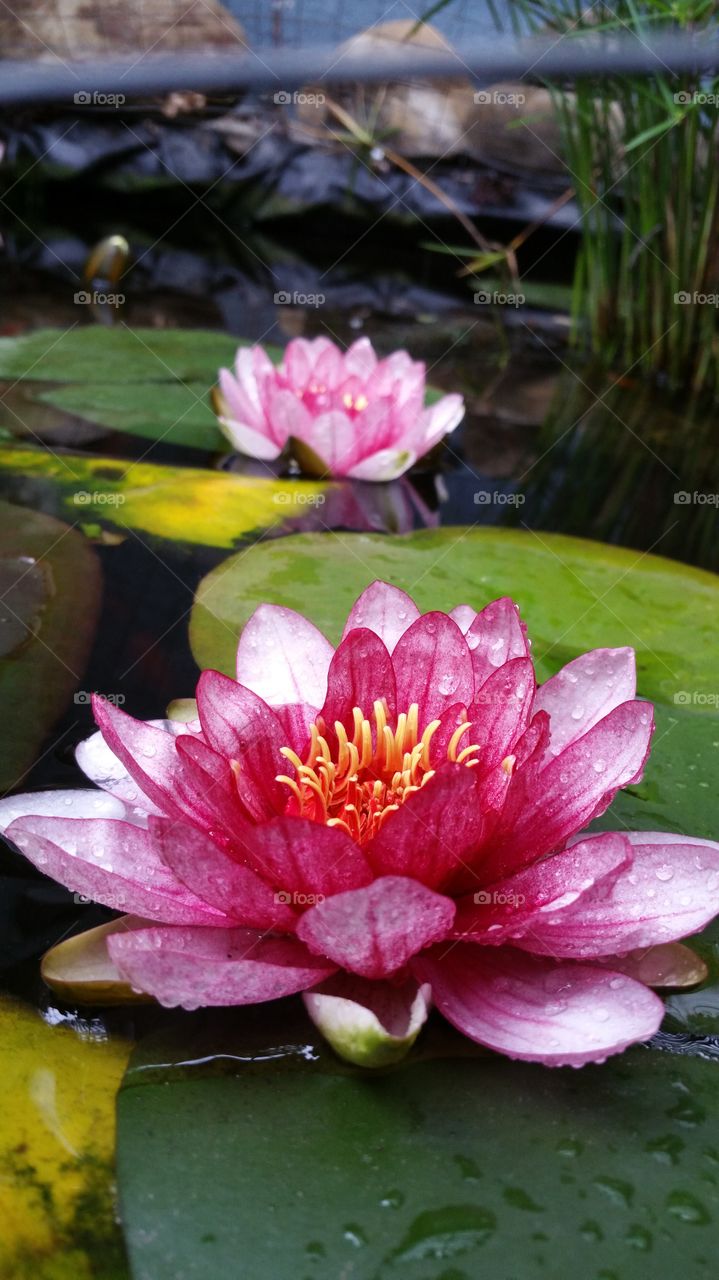 Lotus, Flower, Pool, Garden, Lily