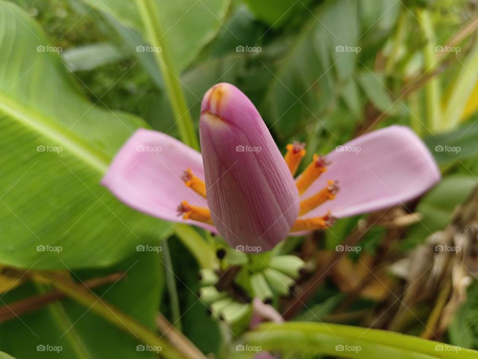 The banana tree blossom