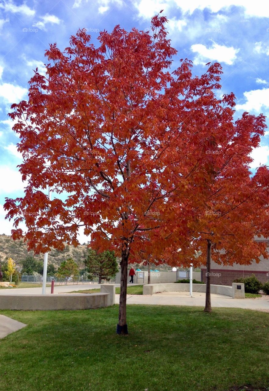Red leaf tree