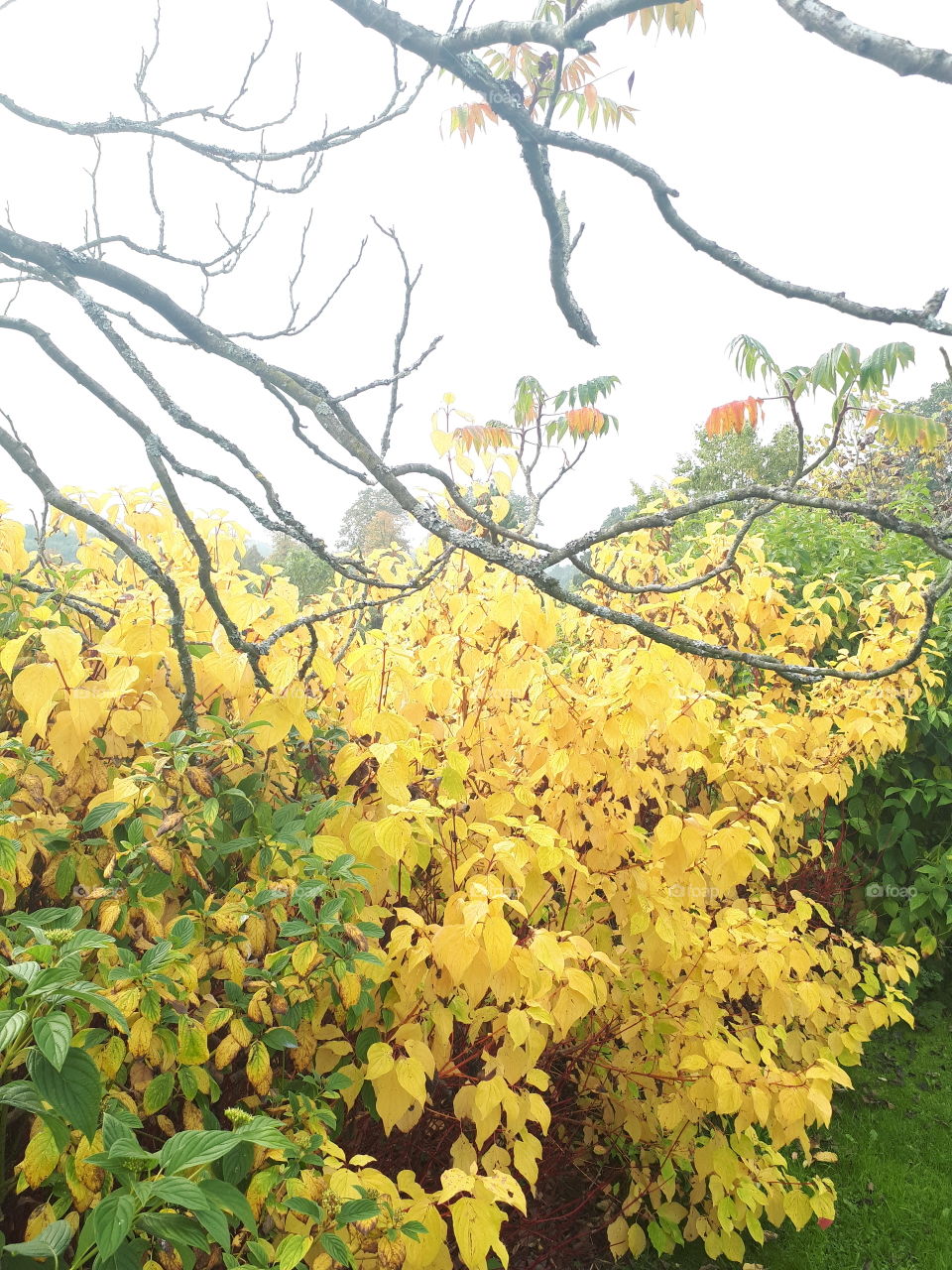 Leaf, Fall, Tree, Nature, Season