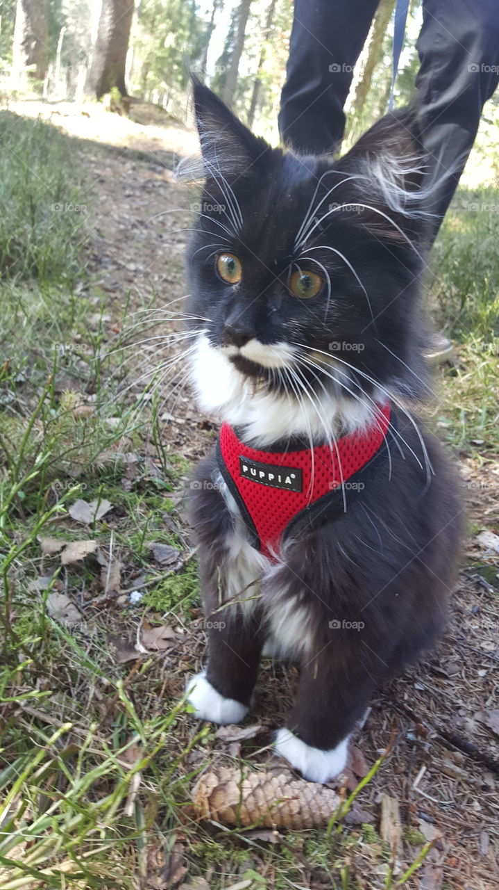 Kitten in leash