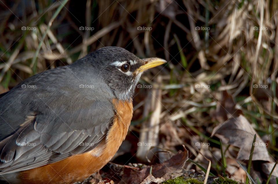 This Robin in the undergrowth of last years garden. It’s staring at the snow falling down. It’s picking thought the leaves for worms and bugs. It’s still to cold for worms to surface.