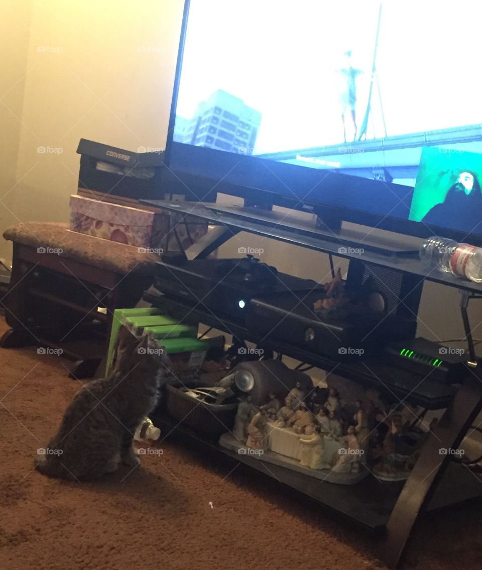 Cat decided to watch tv 