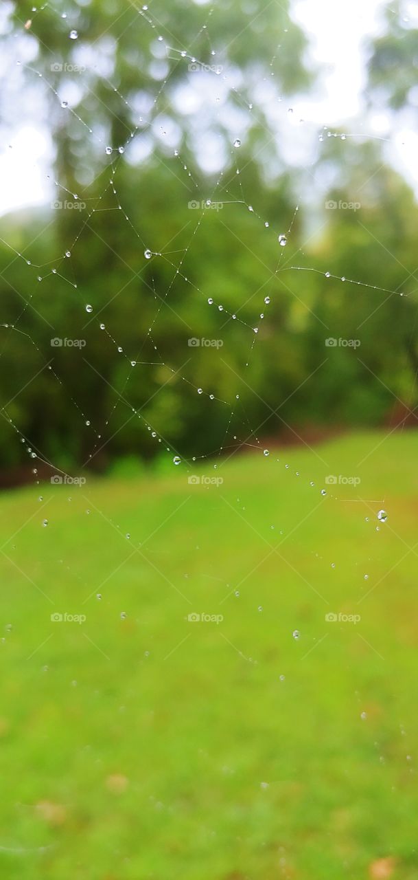 rainy day spider web