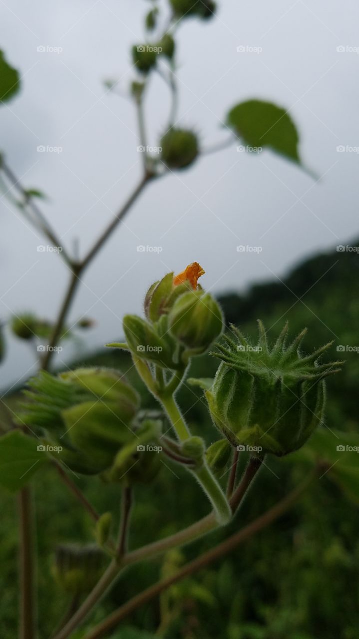 Leaf, Flora, Nature, Garden, Growth