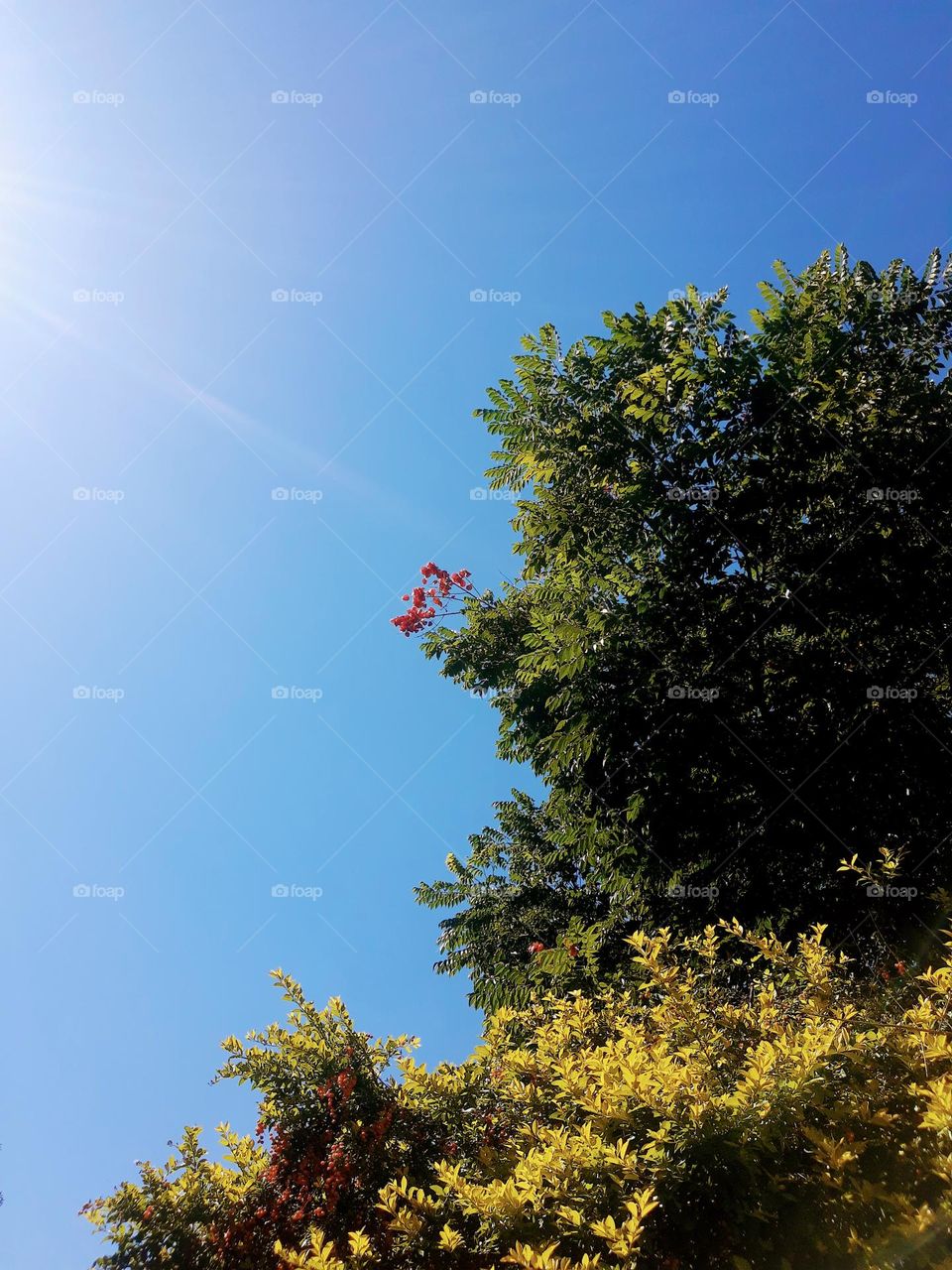 red flowers of japanese tree