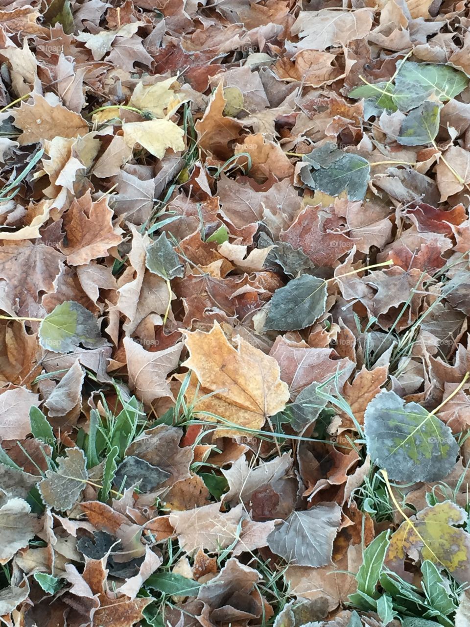 Frost covered leaves 