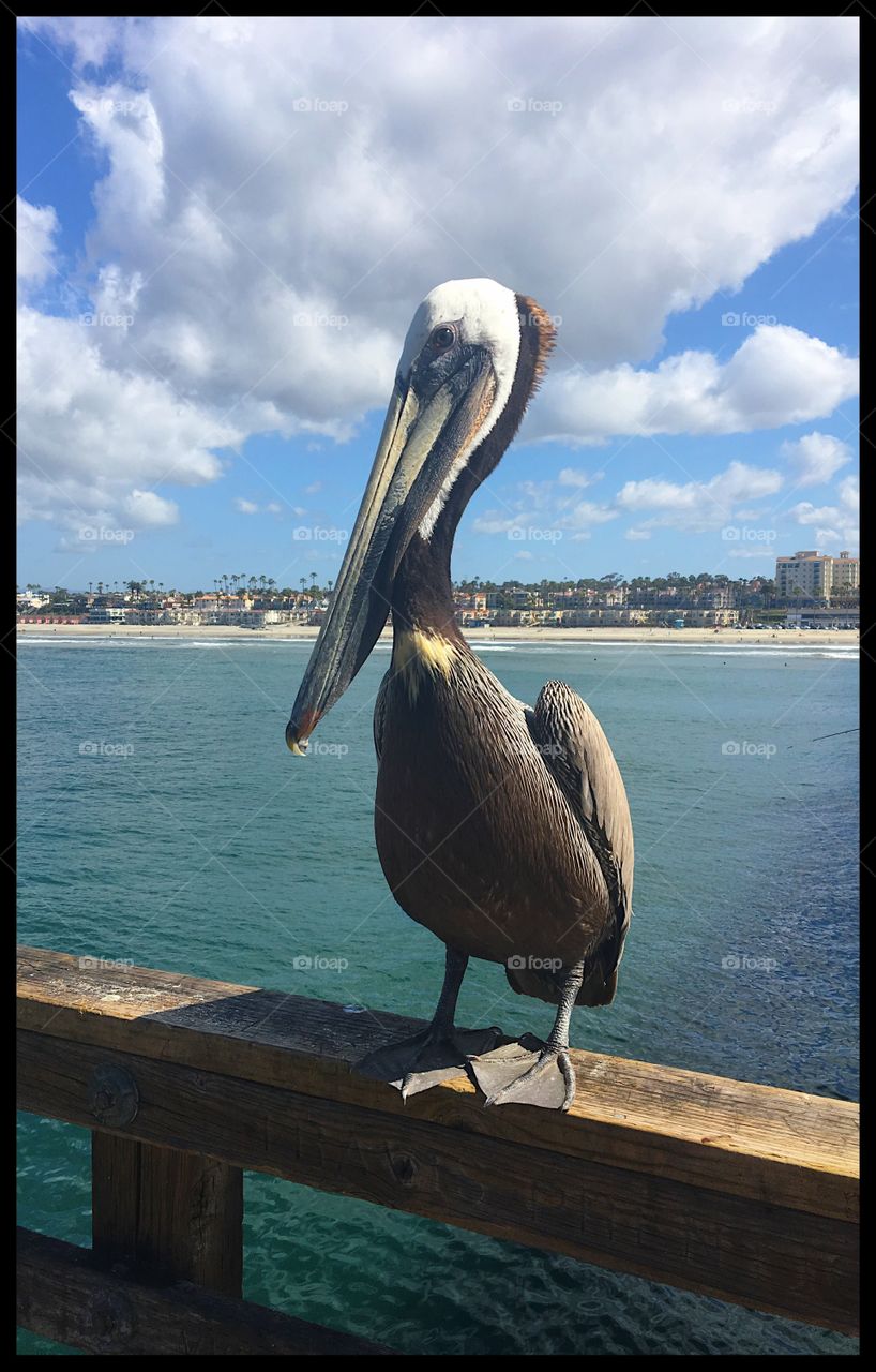 Pelican at the beach. Ocean. Bird.