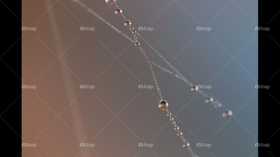 Dew drops on spider web