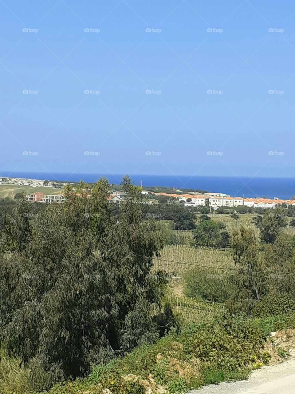 trees throw sky and sea