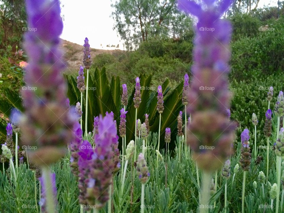  Living in lavender!