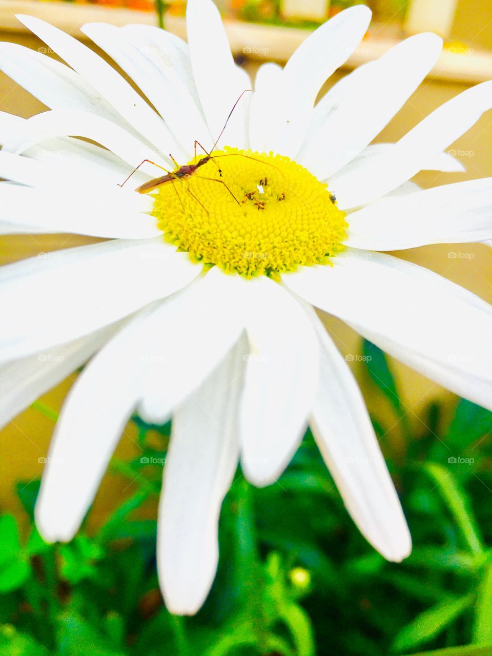 A daisy kissed by an ant