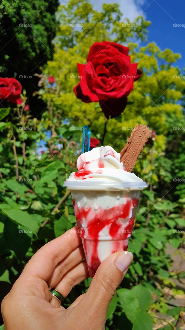 Sunny summer day, beautiful roses bushes and delicious ice-cream.