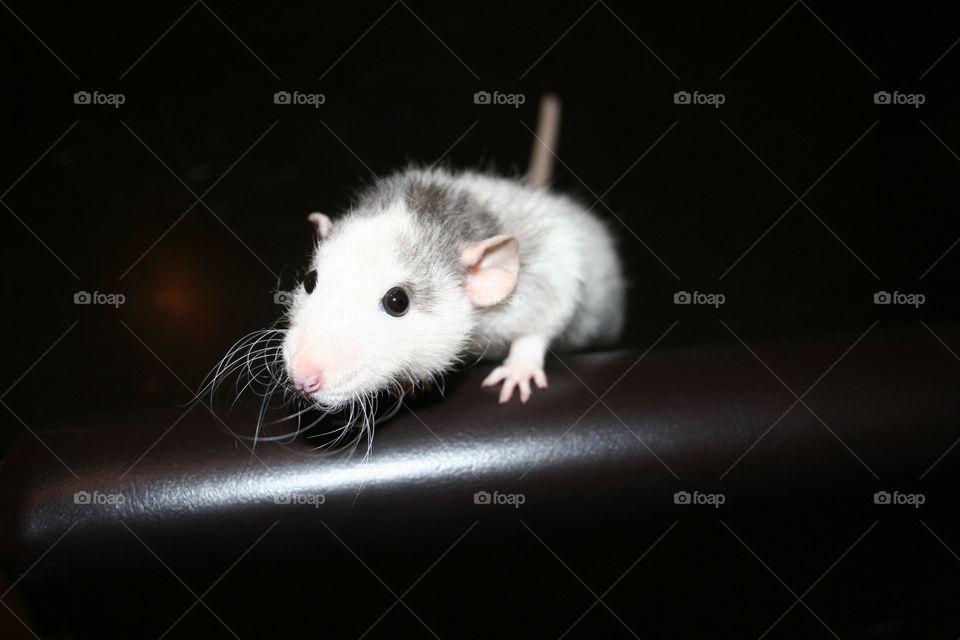 White Grey Hooded Rat Peering from Edge of Black Table