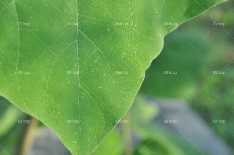 leaf close-up